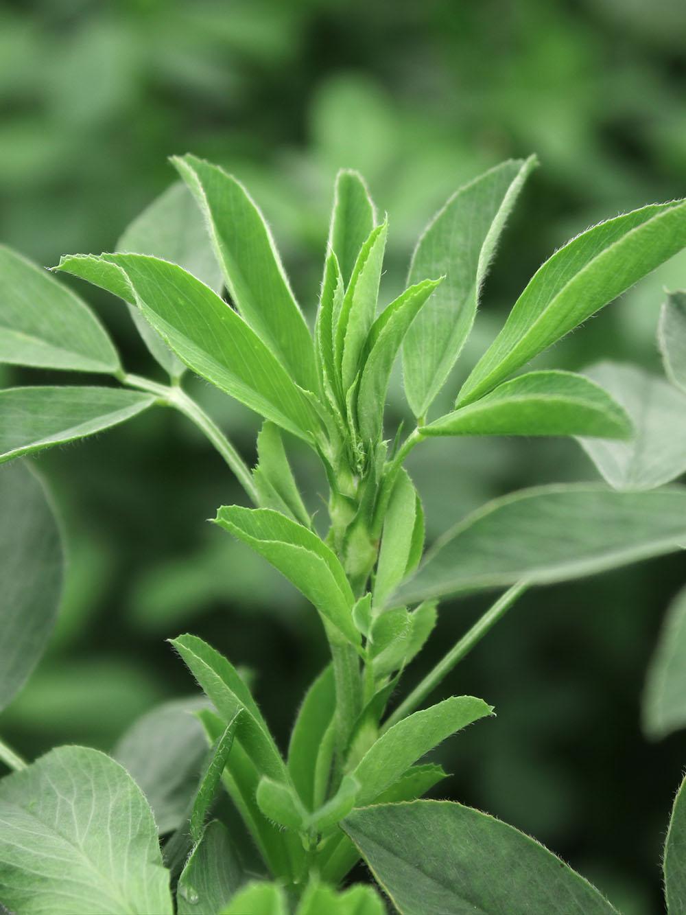 NEXGROW 6430R